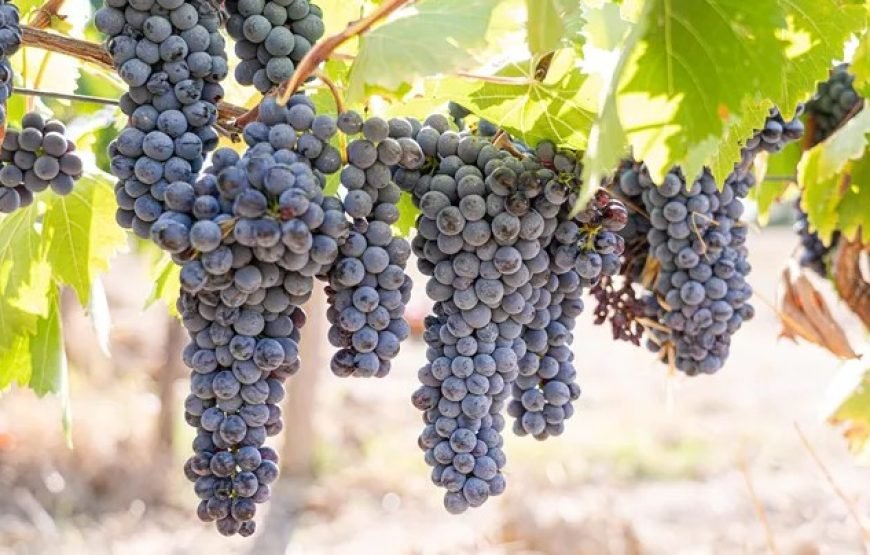 经典欧洲11国（全包尊享旅游）