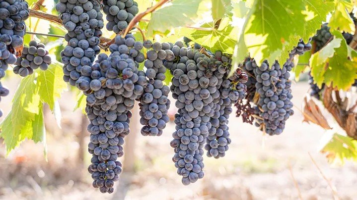 第 19 天  继续前往巴黎  博讷  巴黎