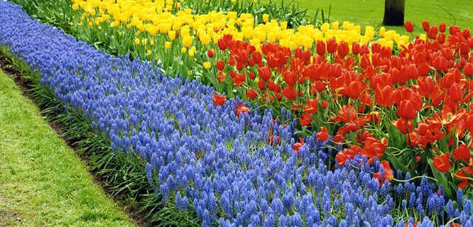 第 八 天：郁金香、乡村和繁华的阿姆斯特丹