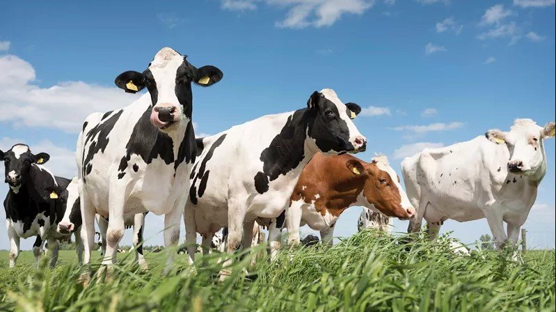 第26天 ： 探索阿姆斯特丹  阿姆斯特丹