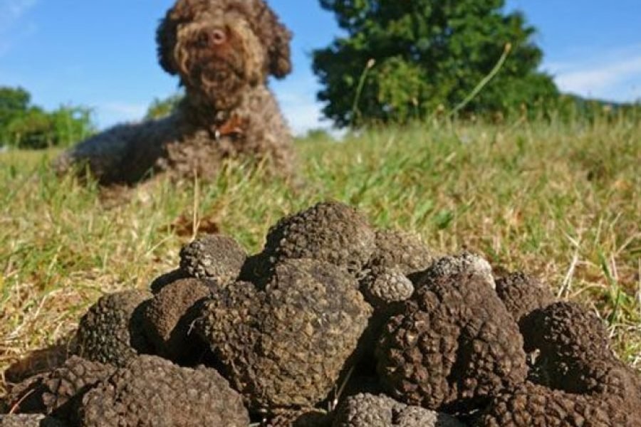 西班牙北部终极奢华私人美食之旅（情人节特别礼物）